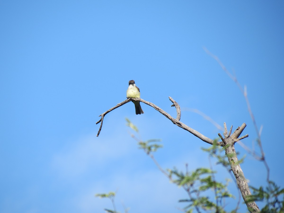 Thick-billed Kingbird - ML618596146