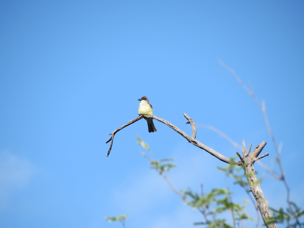 Dickschnabel-Königstyrann - ML618596150