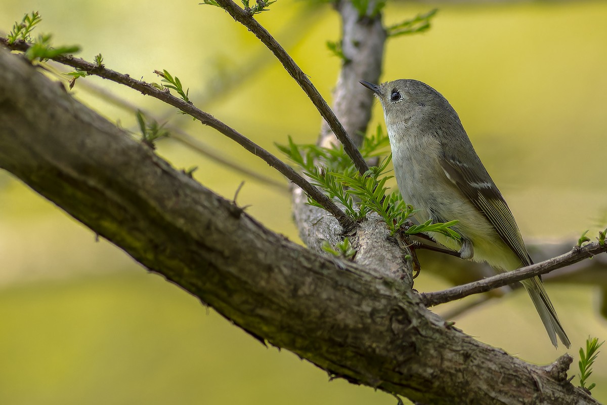 Ruby-crowned Kinglet - Sandra Beltrao