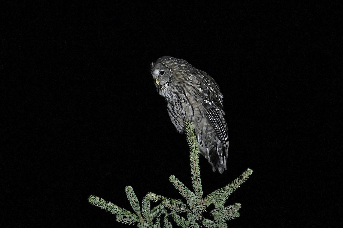 Ural Owl (Pere David's) - ML618596170