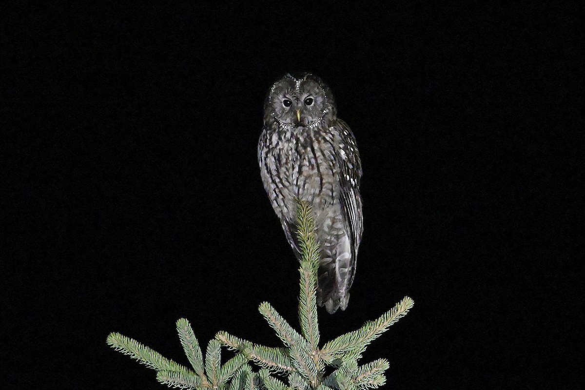 Ural Owl (Pere David's) - ML618596199