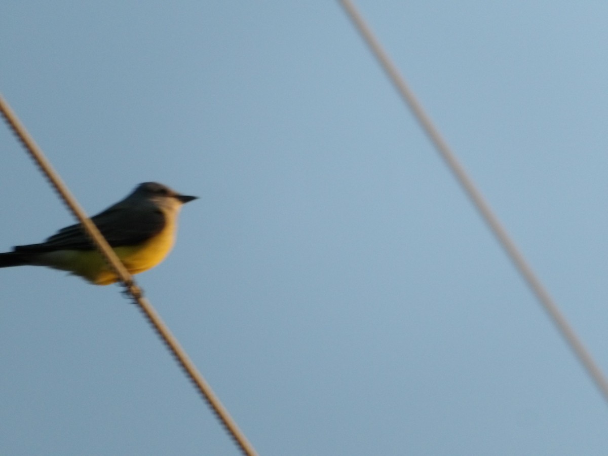 Western Kingbird - ML618596307