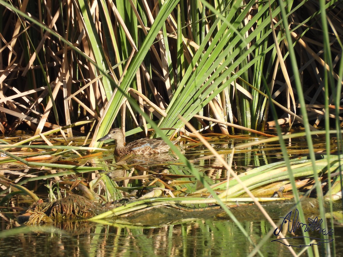 Cinnamon Teal - ML618596347