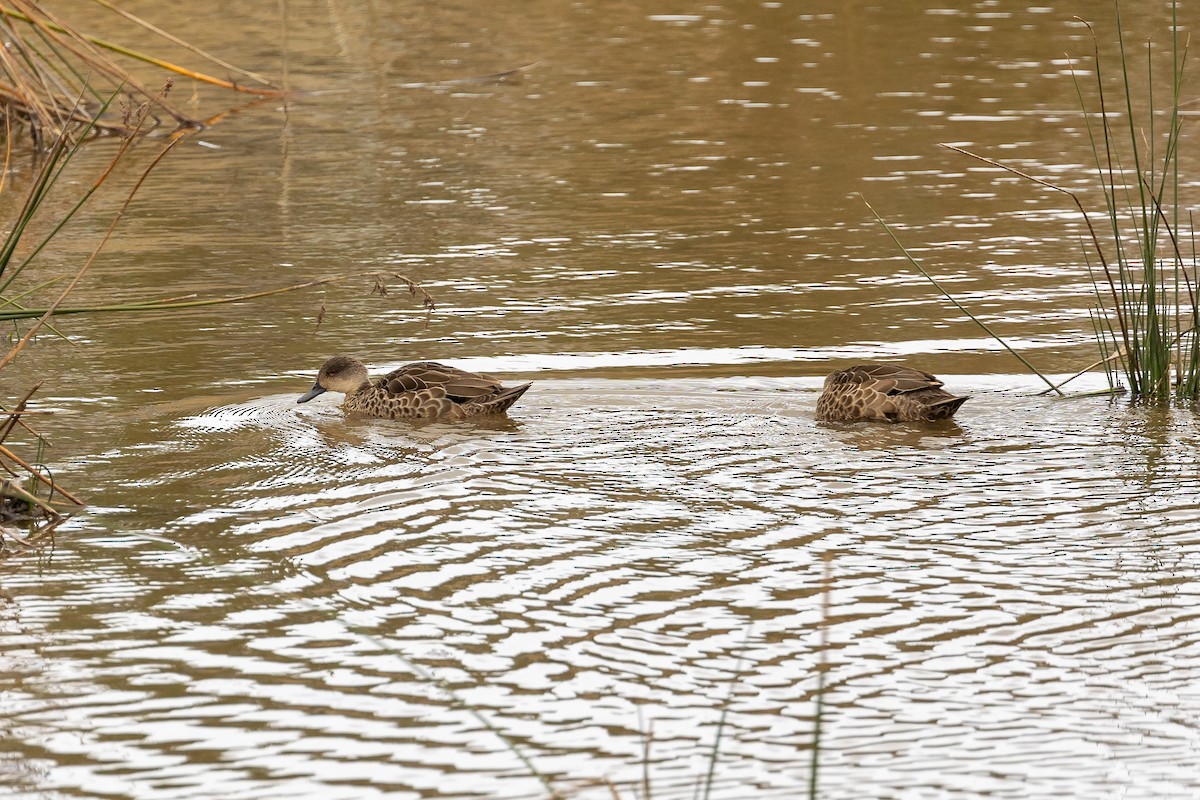 Gray Teal - Graham Possingham