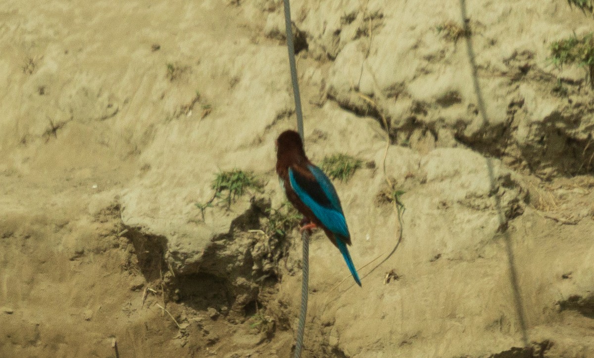 White-throated Kingfisher - ML618596387