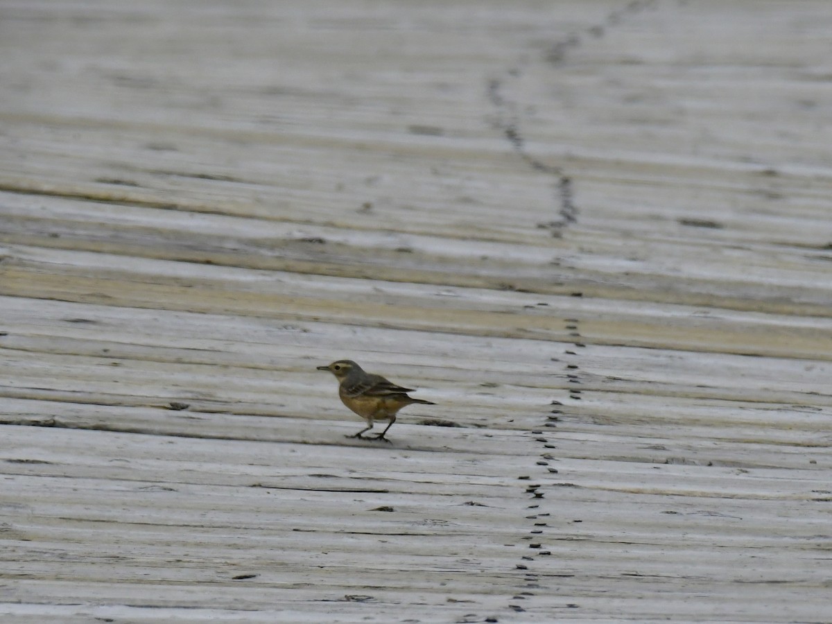 American Pipit - ML618596402