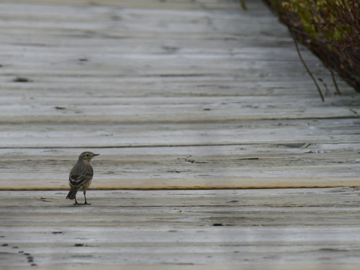 American Pipit - ML618596404