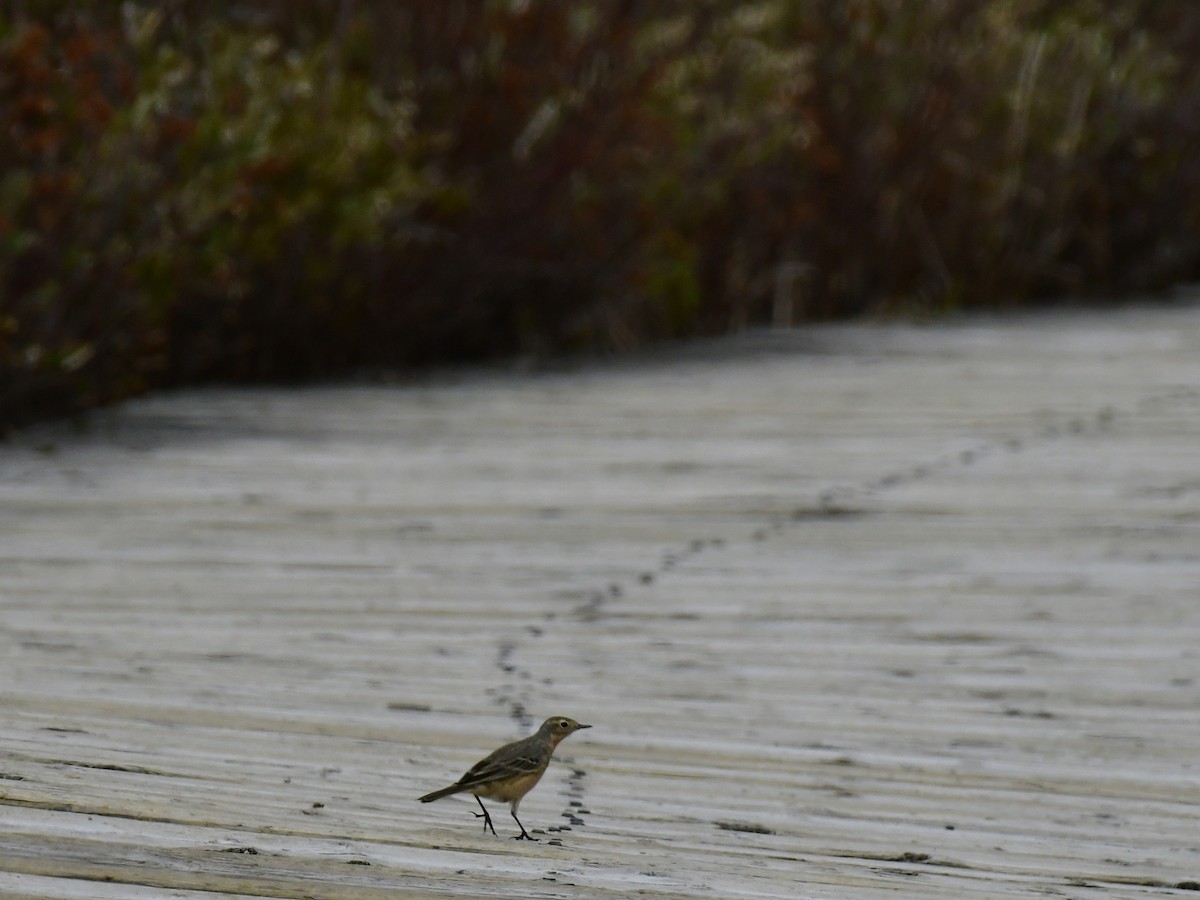 American Pipit - ML618596405