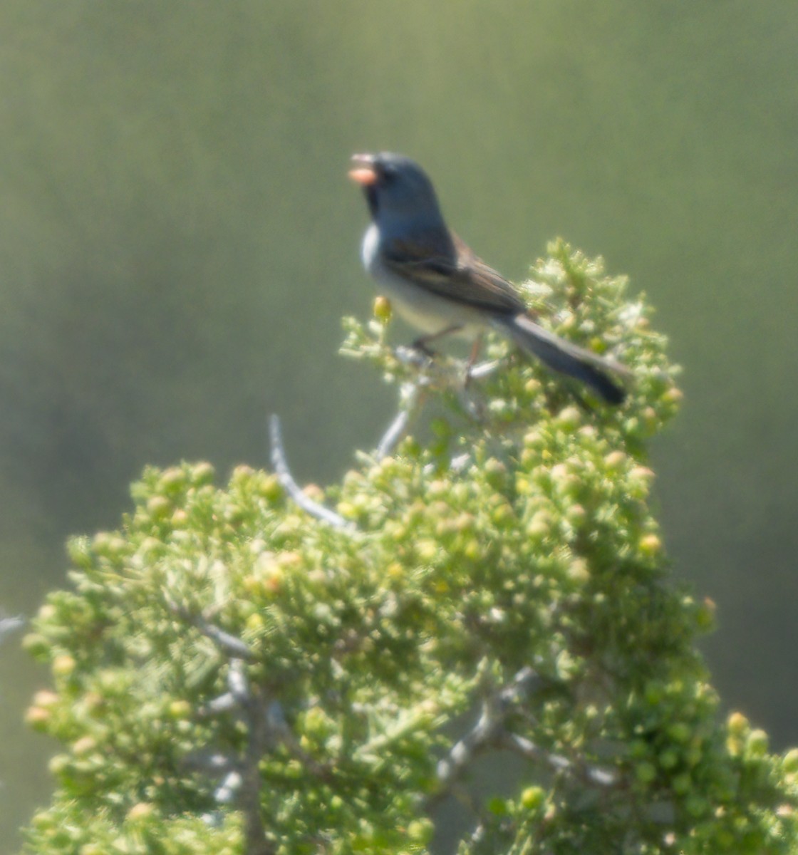 Black-chinned Sparrow - ML618596417