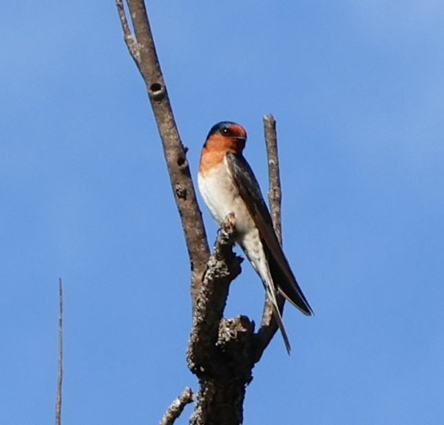 Welcome Swallow - Alison Cavanagh