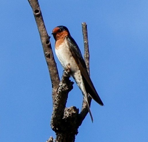 Welcome Swallow - Alison Cavanagh