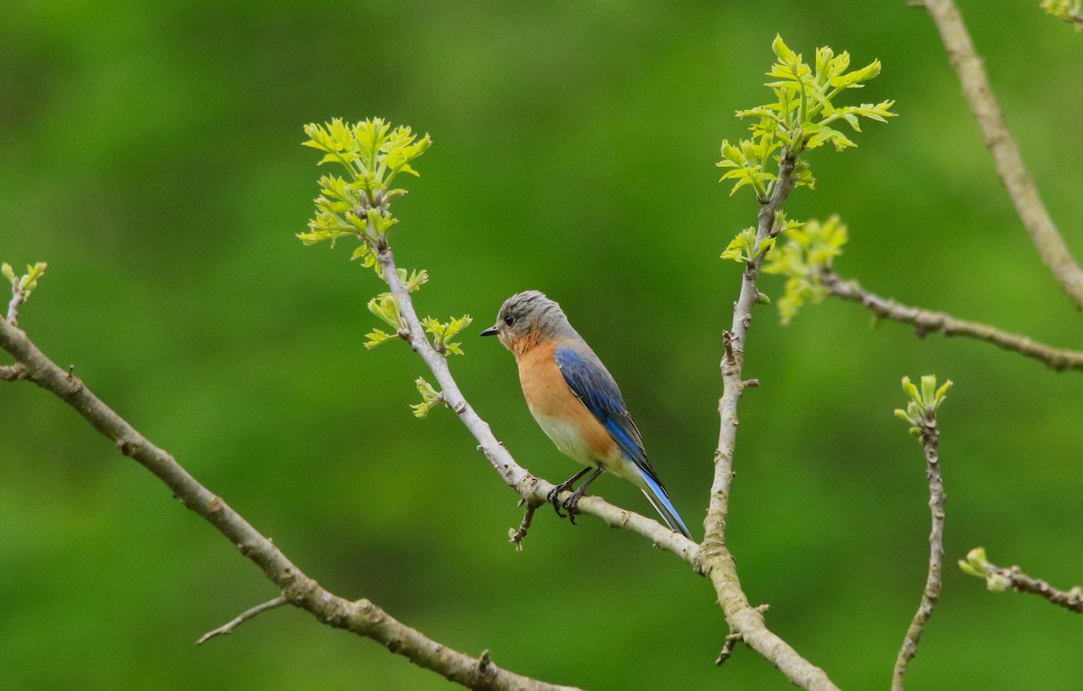 Eastern Bluebird - ML618596422