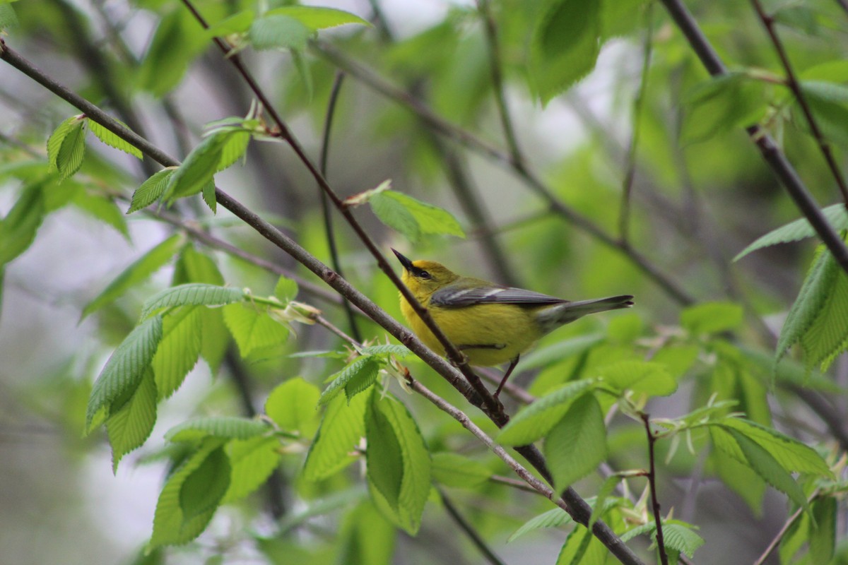 Blue-winged Warbler - Daniel Edwards