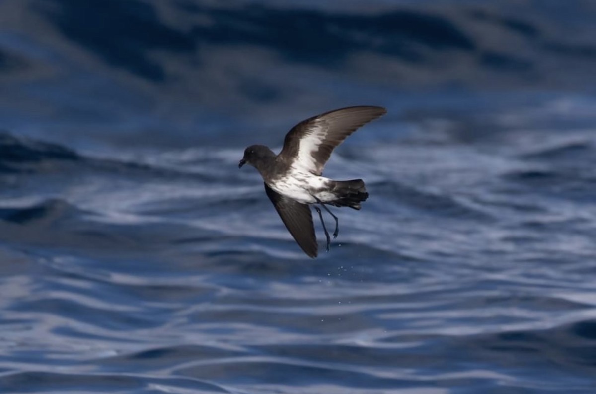 New Zealand Storm-Petrel - David Harper