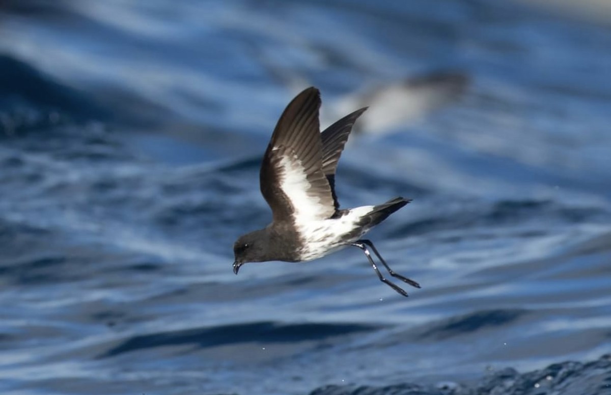 New Zealand Storm-Petrel - ML618596467