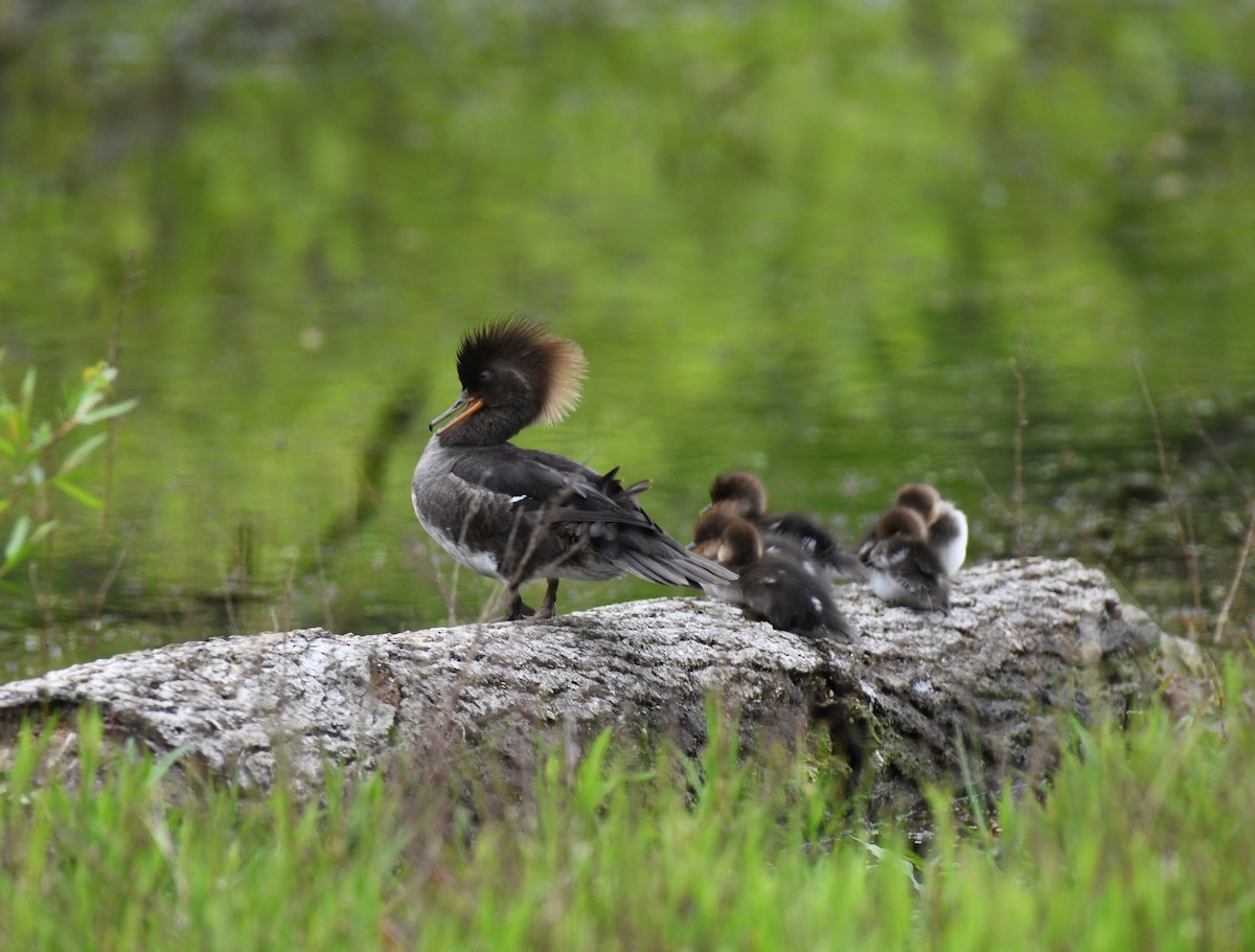 Hooded Merganser - ML618596489
