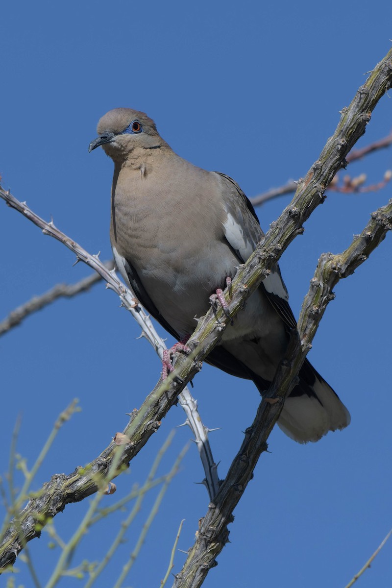 White-winged Dove - Gregg McClain