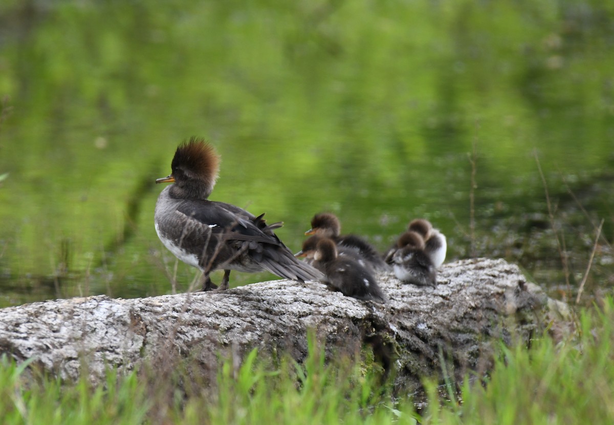 Hooded Merganser - ML618596505