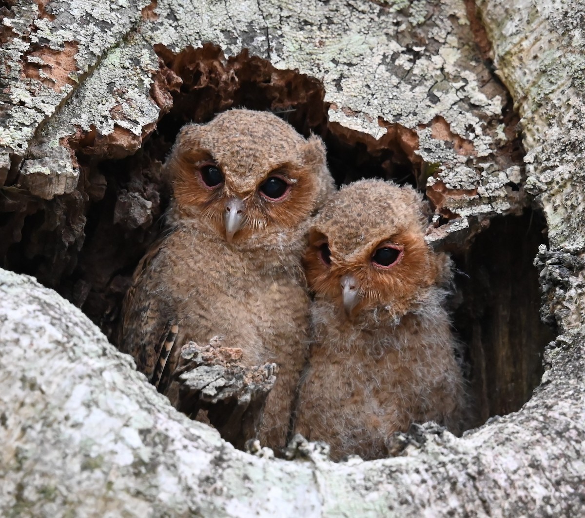 Sunda Scops-Owl - Jade Neo