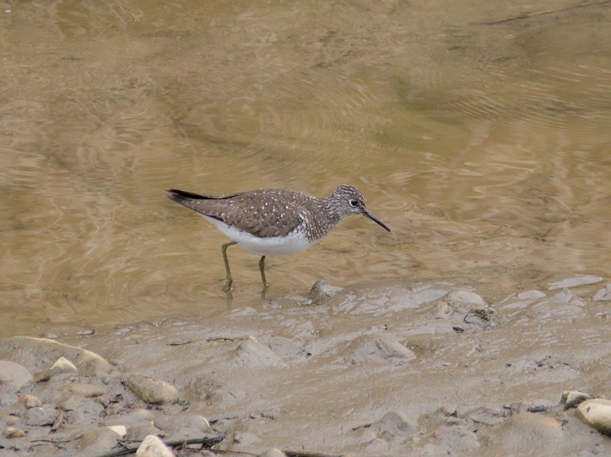 Solitary Sandpiper - ML618596517