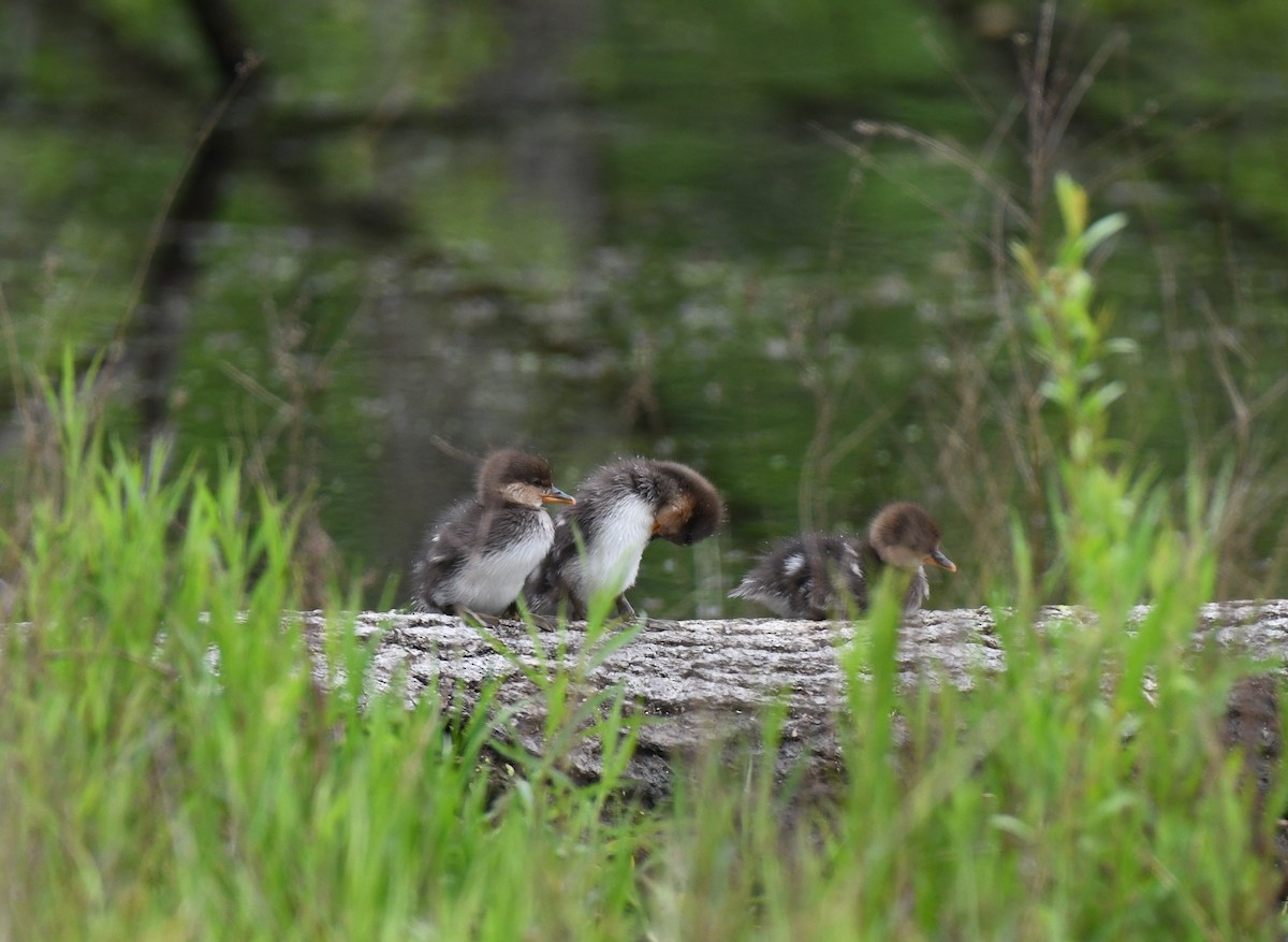 Hooded Merganser - ML618596525