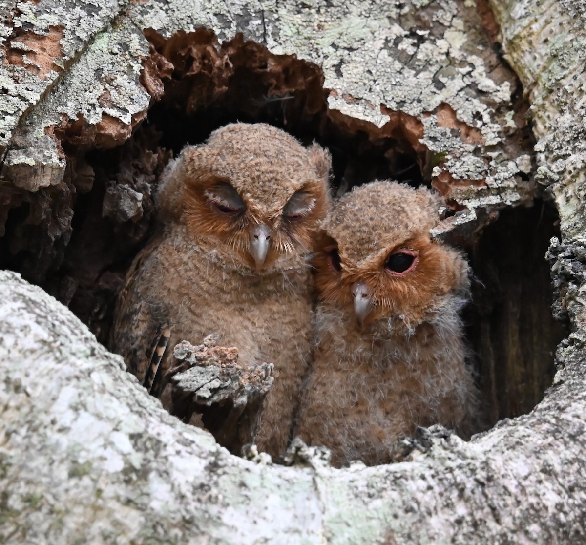 Sunda Scops-Owl - ML618596531