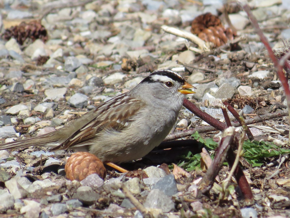 White-crowned Sparrow - ML618596554