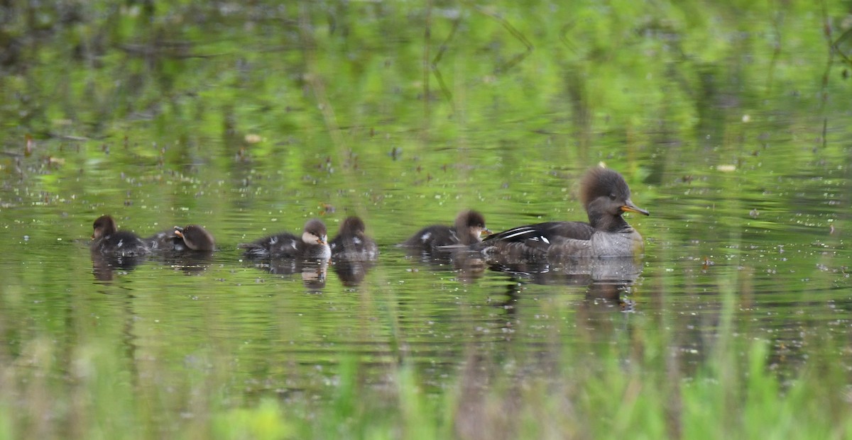 Hooded Merganser - ML618596563