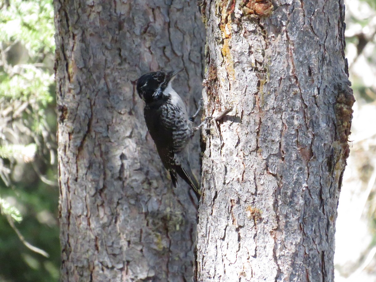 American Three-toed Woodpecker - ML618596580