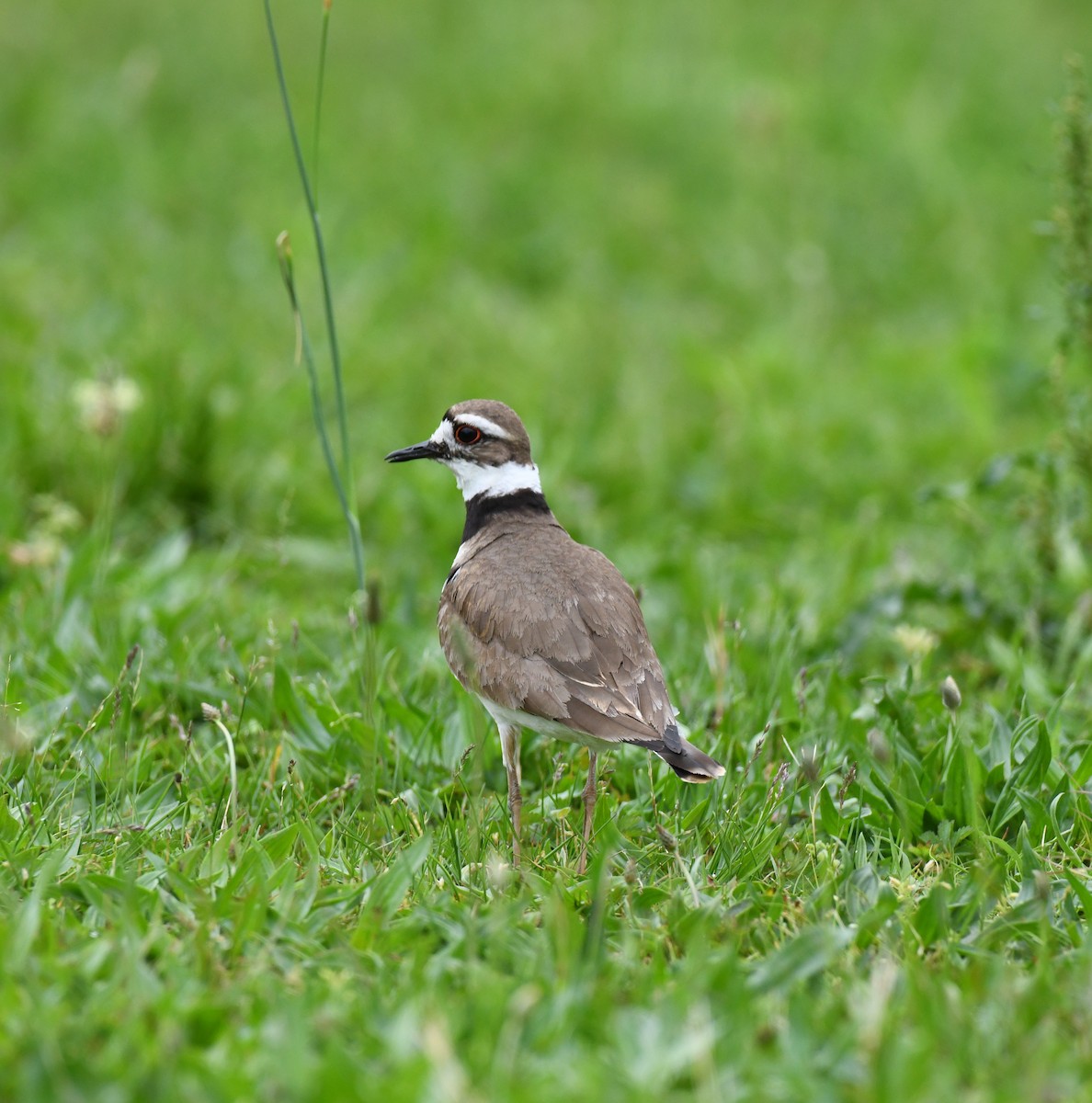 Killdeer - ML618596588