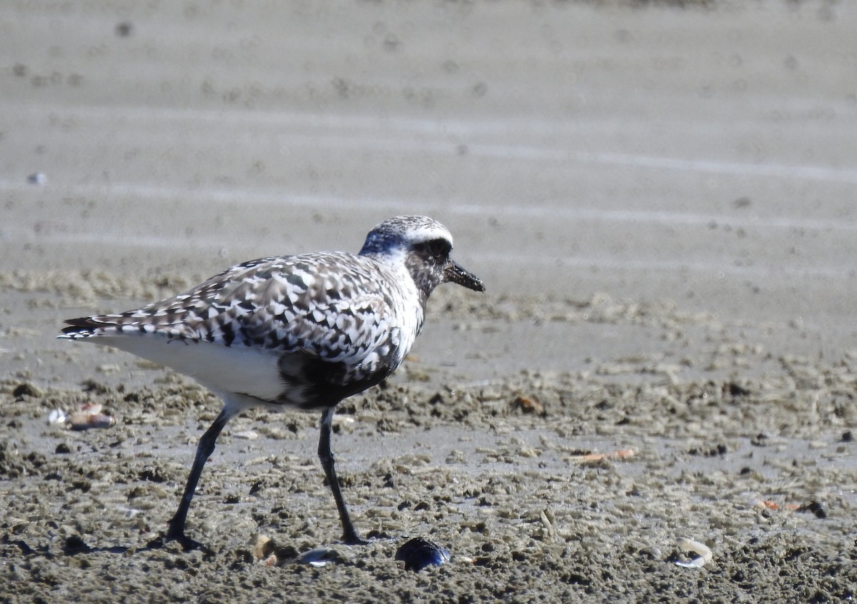 Black-bellied Plover - Cathy Carlson