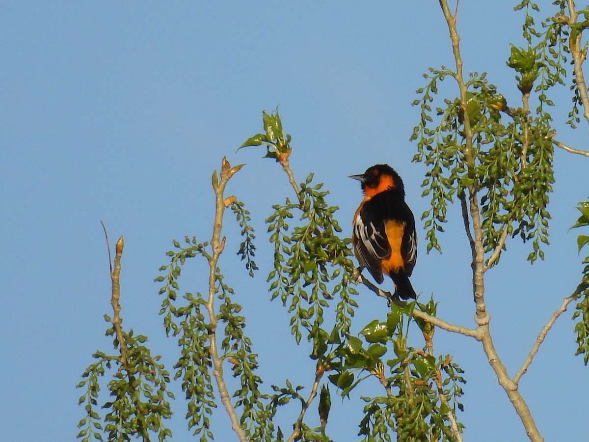 Bullock's x Baltimore Oriole (hybrid) - Tyler Stewart