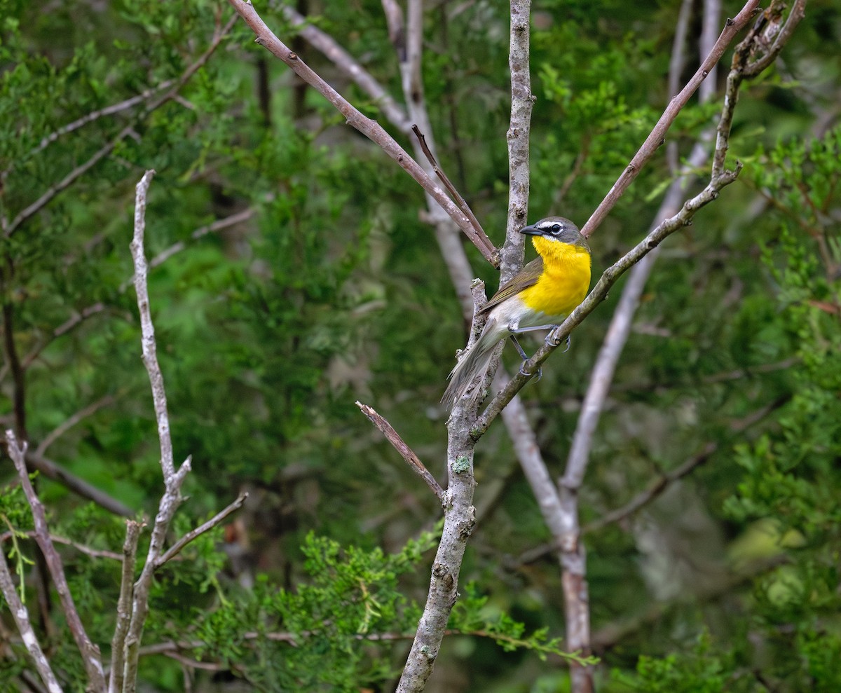 Yellow-breasted Chat - ML618596607