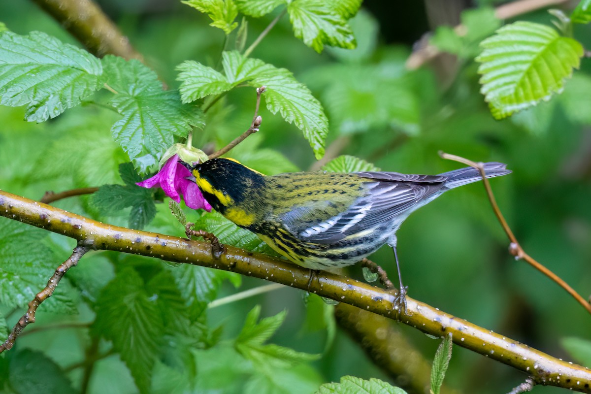 Townsend's Warbler - ML618596616