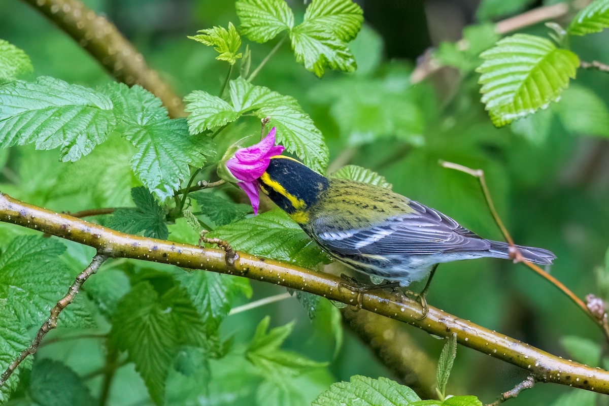 Townsend's Warbler - ML618596618