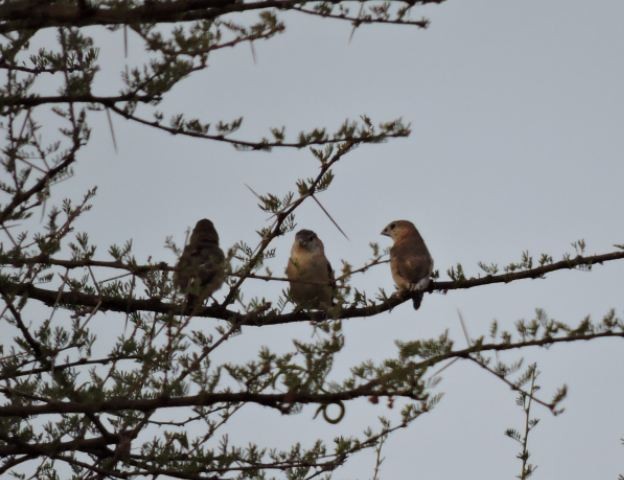 Indian Silverbill - ML618596659