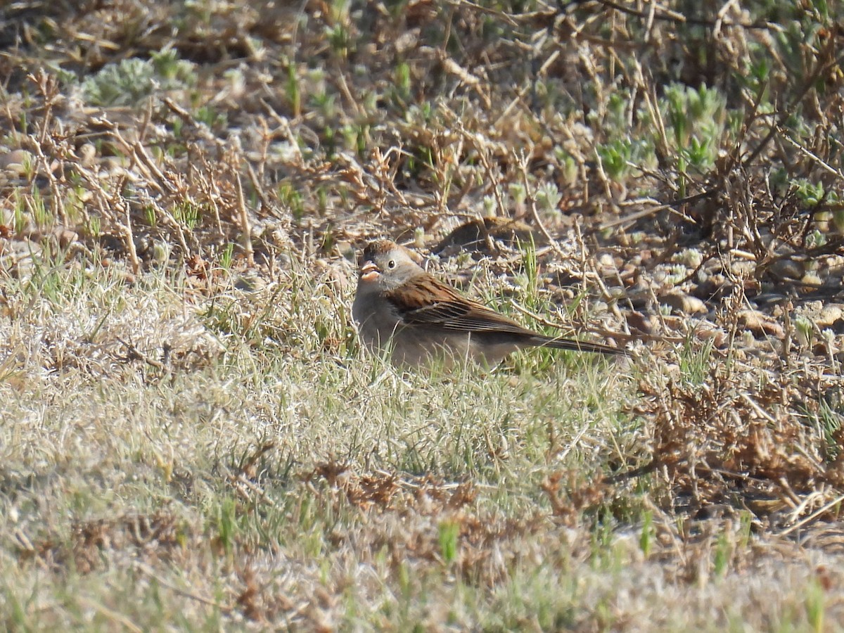 Field Sparrow - Tyler Stewart