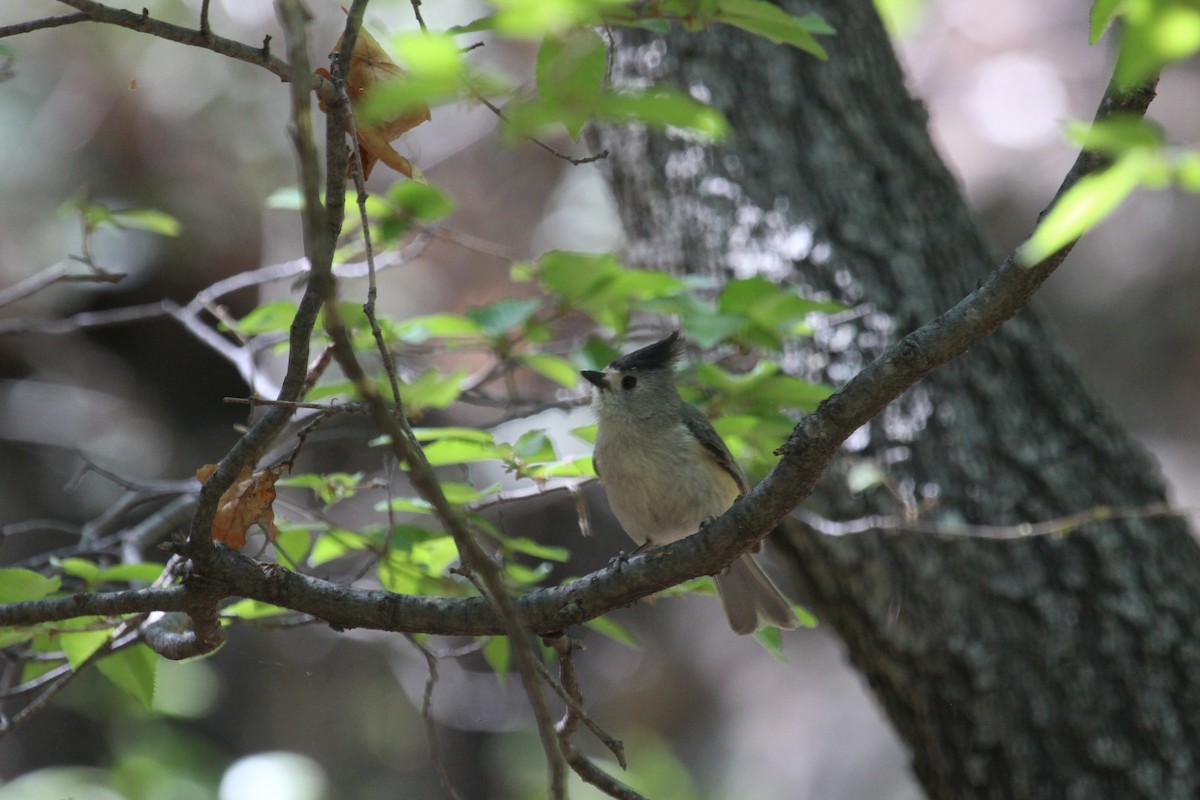 Black-crested Titmouse - ML618596734