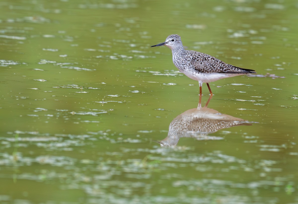 Lesser Yellowlegs - ML618596819