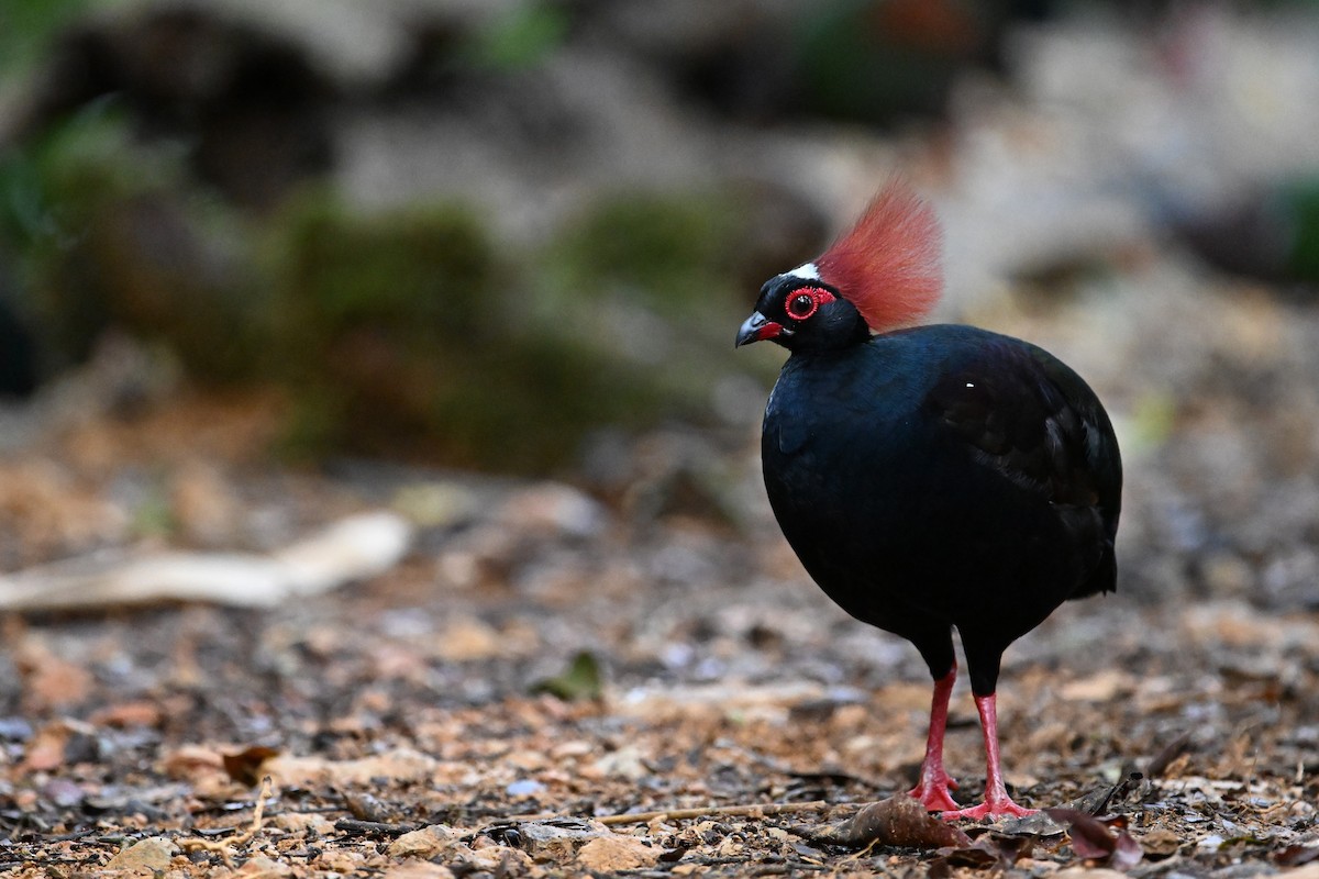 Crested Partridge - ML618596850