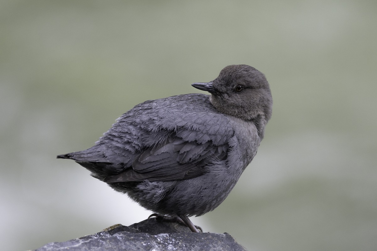 American Dipper - claire wright