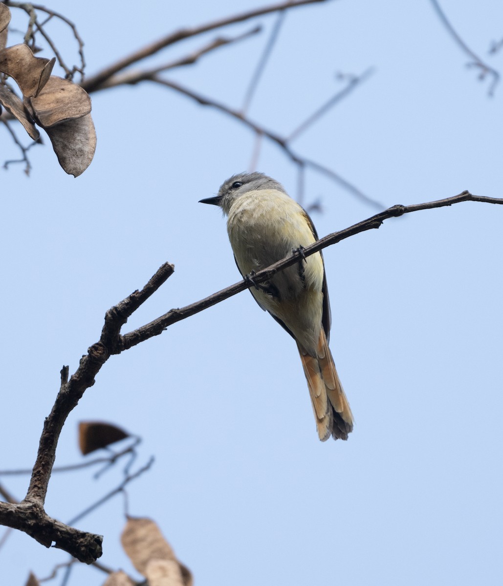 Small Minivet - Anurag Mishra