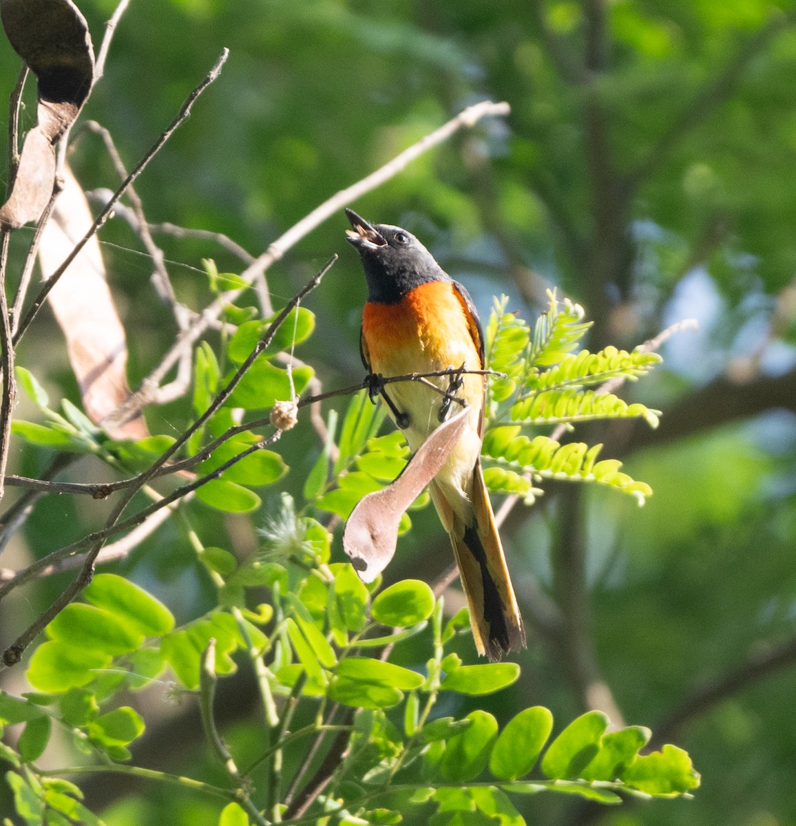 Small Minivet - Anurag Mishra