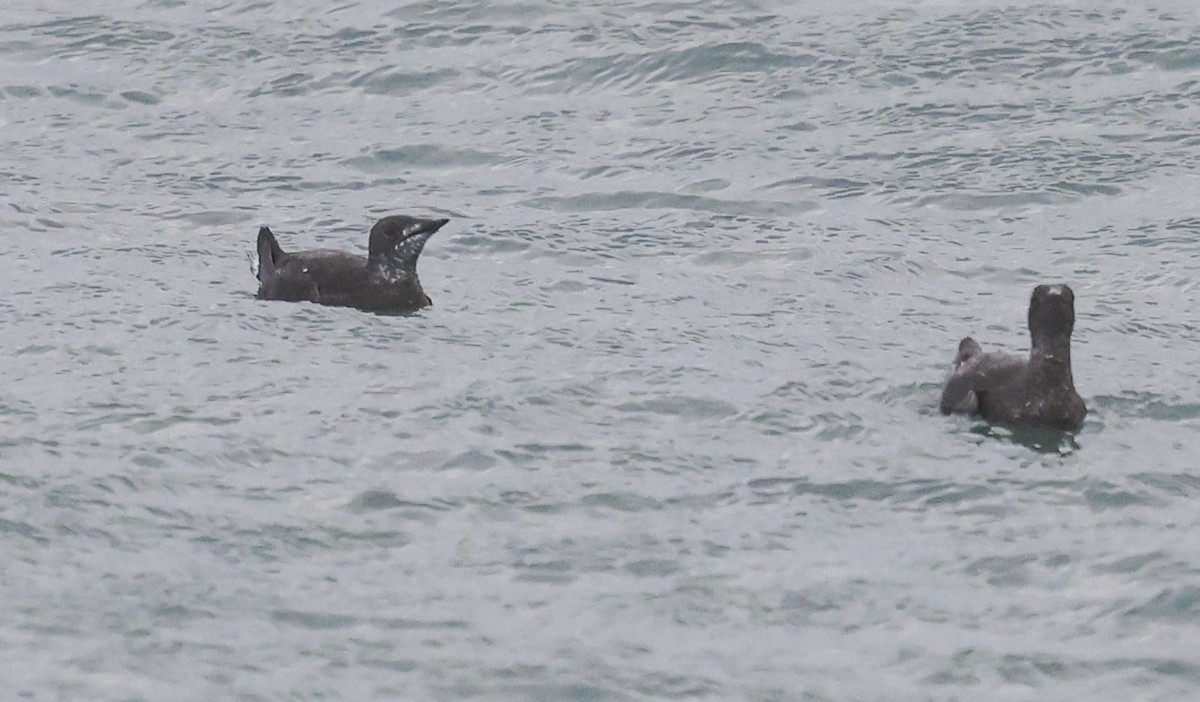 Marbled Murrelet - Jason Vassallo