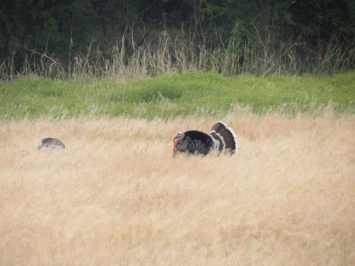 Wild Turkey - Sam Holcomb