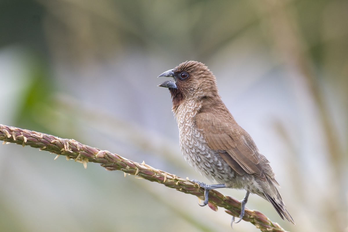 Scaly-breasted Munia - ML618596967