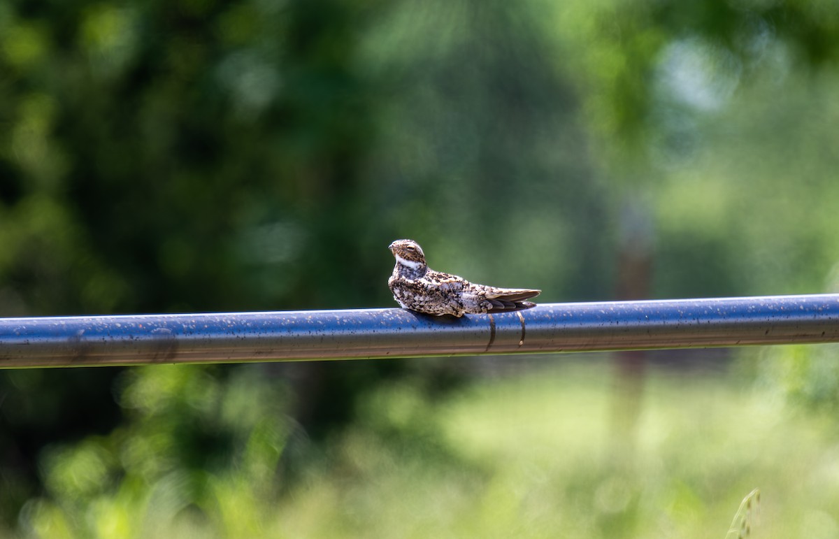 Common Nighthawk - Kelsey Biles