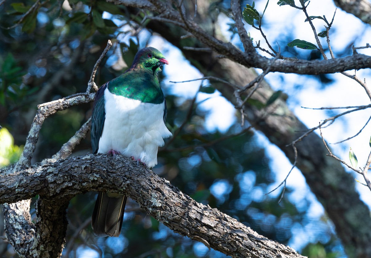 New Zealand Pigeon - Miguel  Mejias