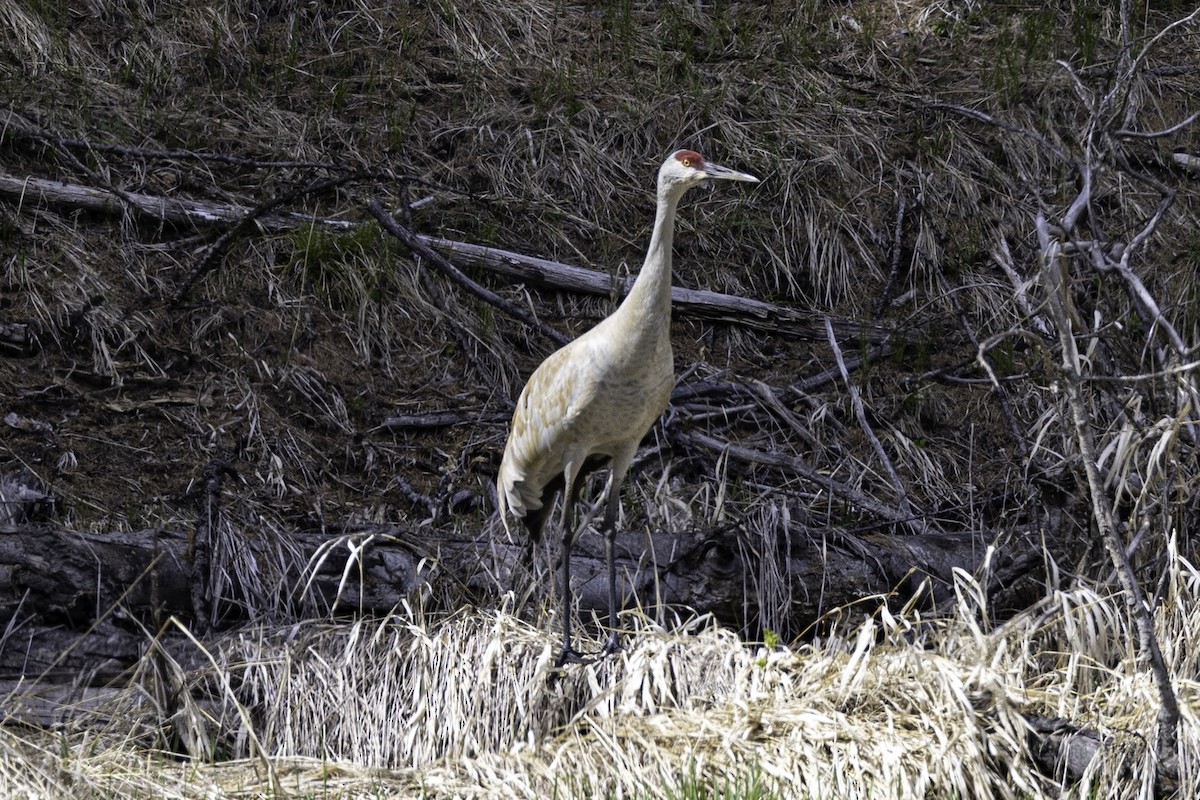 Sandhill Crane - claire wright