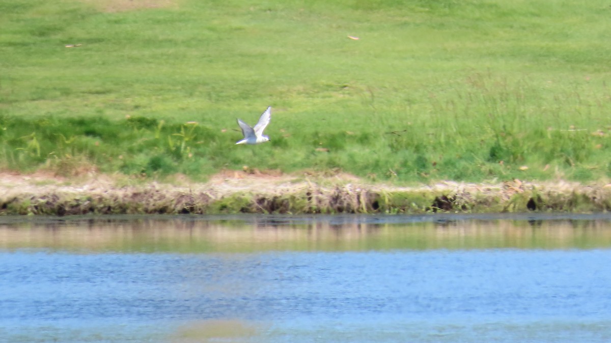 Bonaparte's Gull - ML618597029